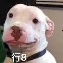 娱乐圈吃瓜小狗是谁,揭秘神秘网友背后的真实身份 第2张 娱乐圈吃瓜小狗是谁,揭秘神秘网友背后的真实身份 第2张